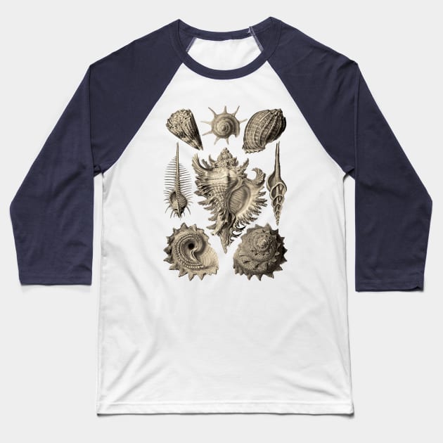 Ernst Haeckel Prosobranchia Sea Shells Baseball T-Shirt by Scientistudio